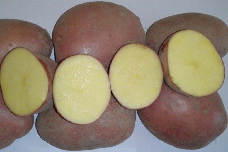 Маниту - Поздние сорта картофеля