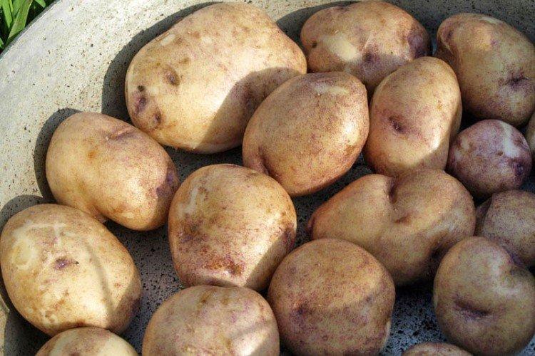 Синеглазка - Российские сорта картофеля