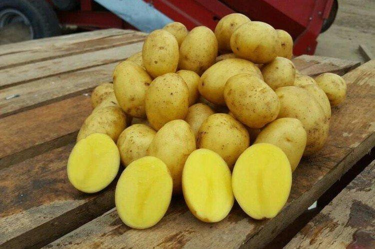 Королева Анна - Немецкие сорта картофеля