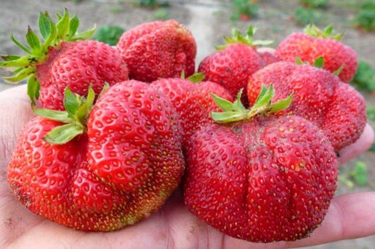 Богема - Поздние сорта клубники для Подмосковья