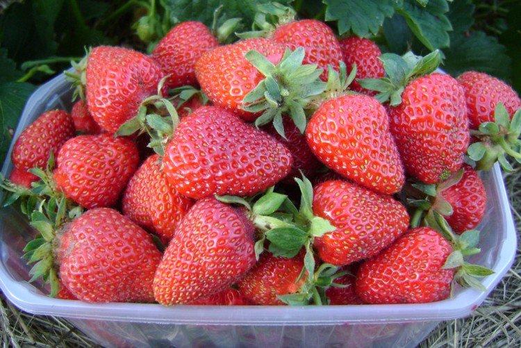 Альбион - Ремонтантные сорта клубники для Подмосковья