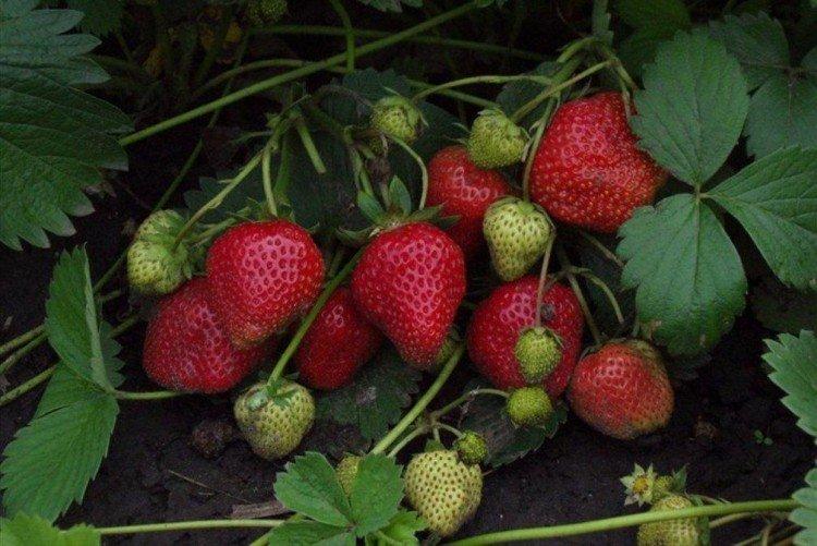 Королева Елизавета - Крупноплодные сорта клубники для Подмосковья