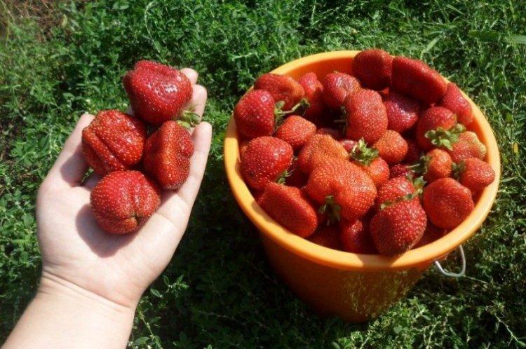 Королева Елизавета II - Крупноплодные сорта клубники для Подмосковья