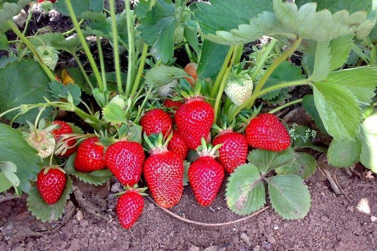 Ранний сорт клубники Клери