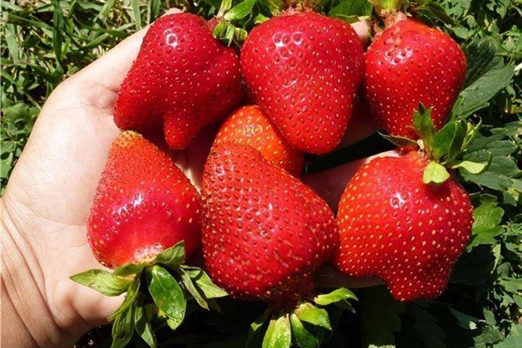 Ранний сорт клубники Альба