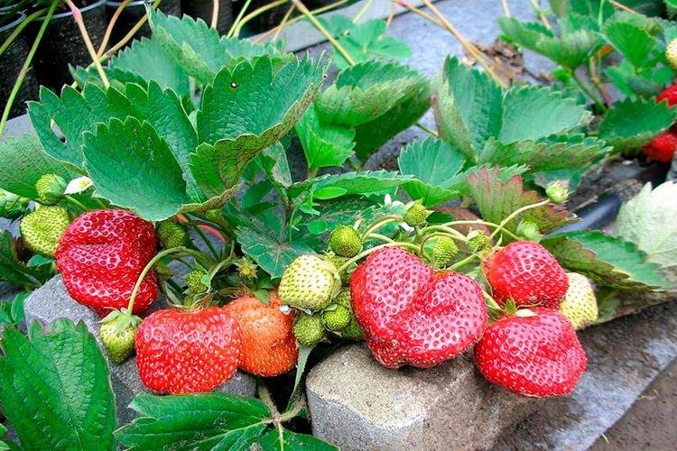 Поздний сорт клубники Богема