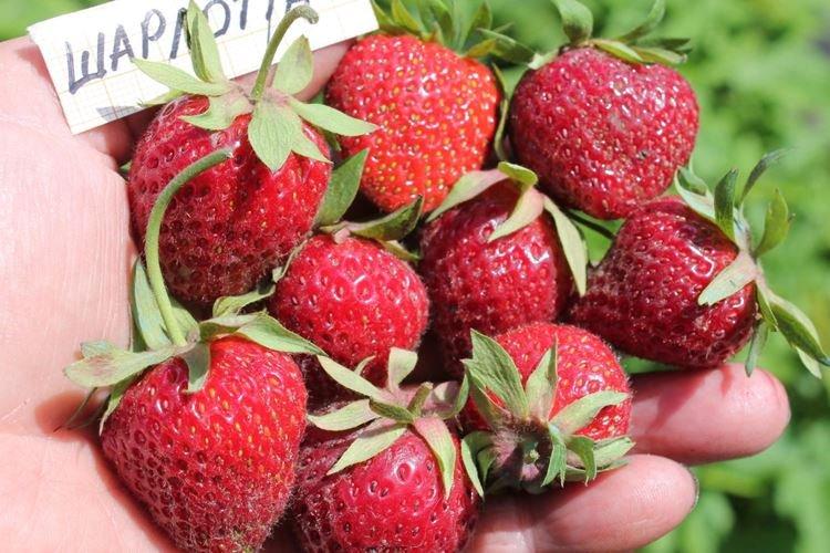 Поздний сорт клубники Шарлотта