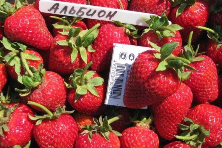 Ремонтантный сорт клубники Альбион