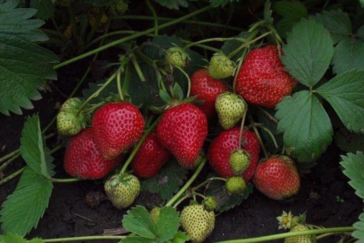 Ремонтантный сорт клубники Елизавета