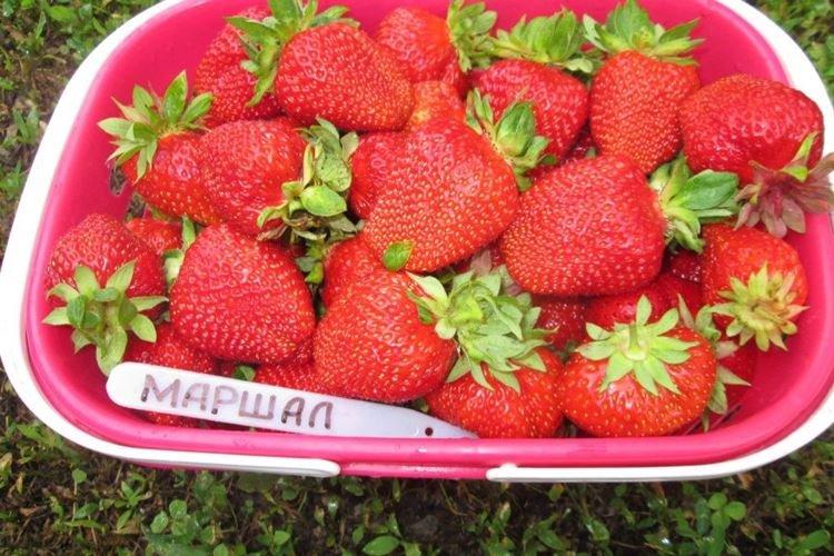 Крупноплодный сорт клубники Маршал