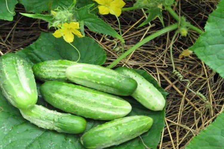 Конкурент - Ранние сорта огурцов для Подмосковья