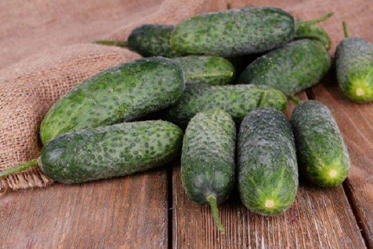 Сын полка - Среднеспелые сорта огурцов для Подмосковья