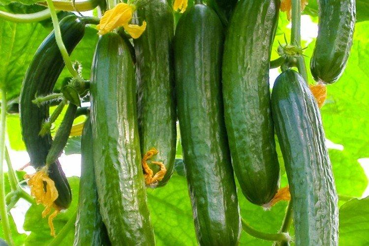 Пикас - Среднеспелые сорта огурцов для Подмосковья