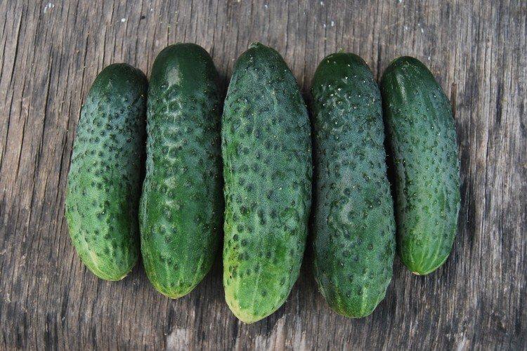 Феникс - Поздние сорта огурцов для Подмосковья