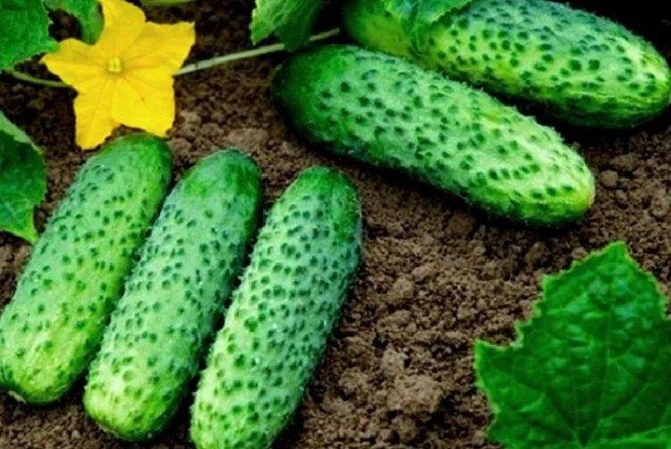 Маша - Лучшие сорта огурцов для теплиц в Подмосковье