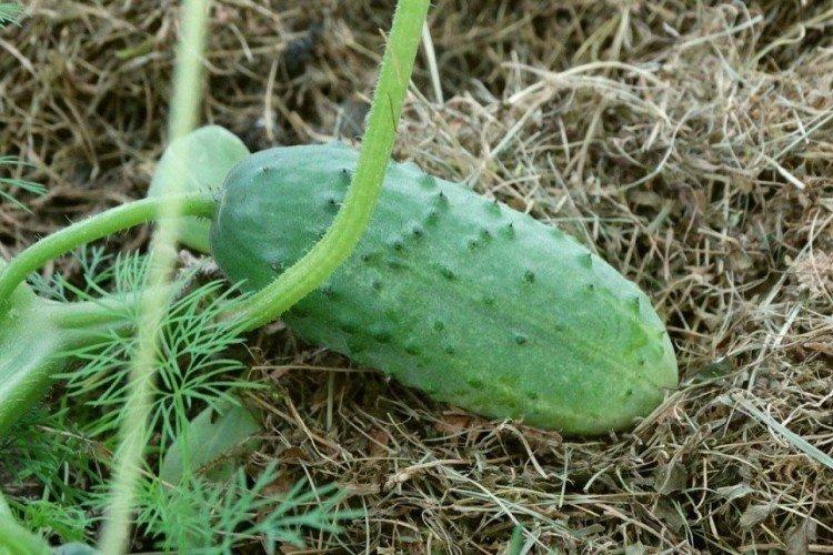 Петербургский экспресс - Лучшие сорта огурцов для открытого грунта в Подмосковье