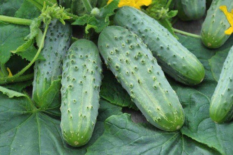Засолочный - Ранние сорта огурцов