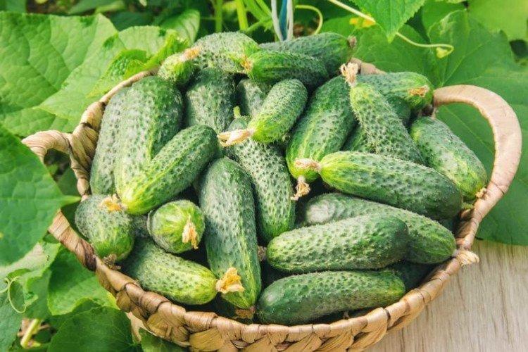 Изид - Поздние сорта огурцов