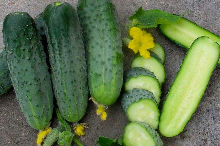 Аристократ - Лучшие сорта огурцов для теплиц