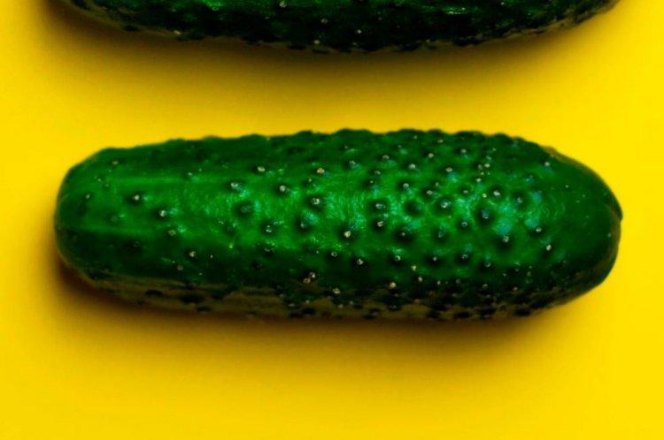 Сюзанна - Самые высокоурожайные сорта огурцов