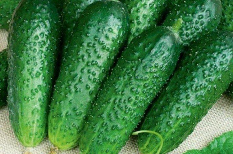 Воронежский среднепоздний - Самые высокоурожайные сорта огурцов