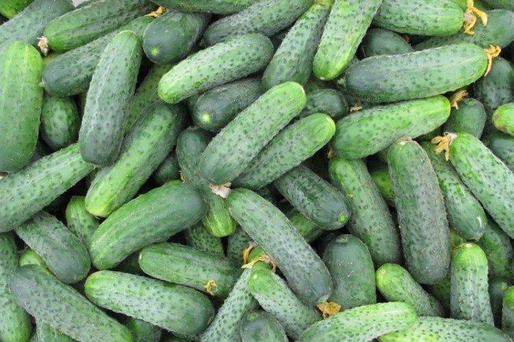 Спарта - Самые высокоурожайные сорта огурцов