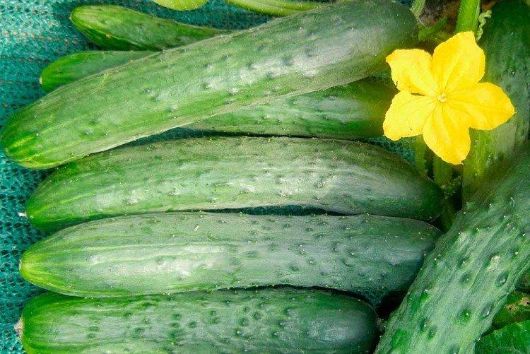 Зозуля - Самые высокоурожайные сорта огурцов