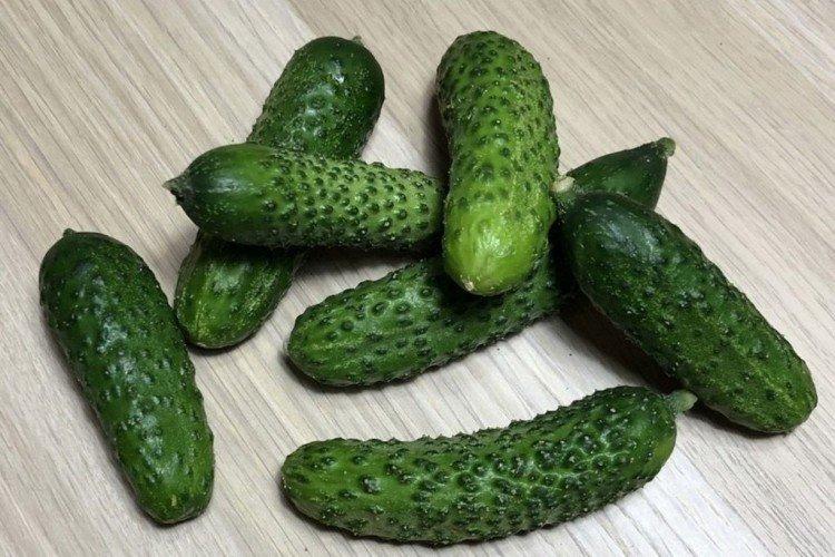 Мурашка - Лучшие сорта огурцов для Подмосковья