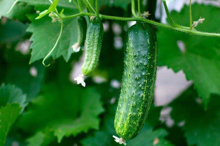Емеля - Лучшие сорта огурцов для Подмосковья