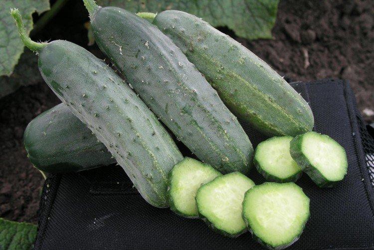 Гектор - Лучшие сорта огурцов для Урала и Сибири