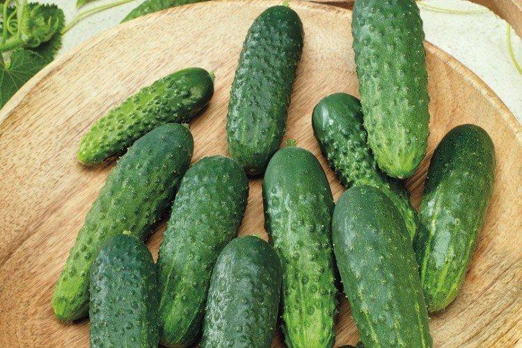 Артек - Лучшие сорта огурцов для Урала и Сибири