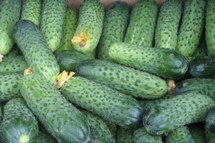 Миранда - Лучшие сорта огурцов для Ленинградской области