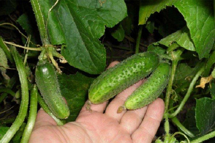 Лилипут - Лучшие сорта огурцов для Ленинградской области