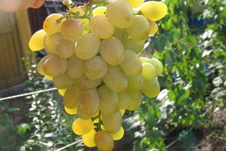 Восторг - Ранние сорта винограда