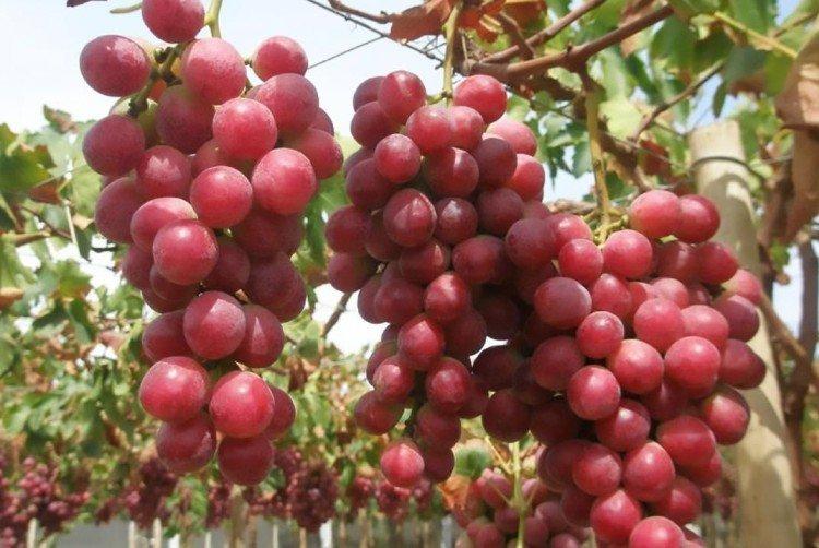 Ред Глоуб - Поздние сорта винограда