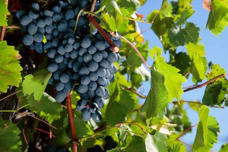 Дачный - Поздние сорта винограда