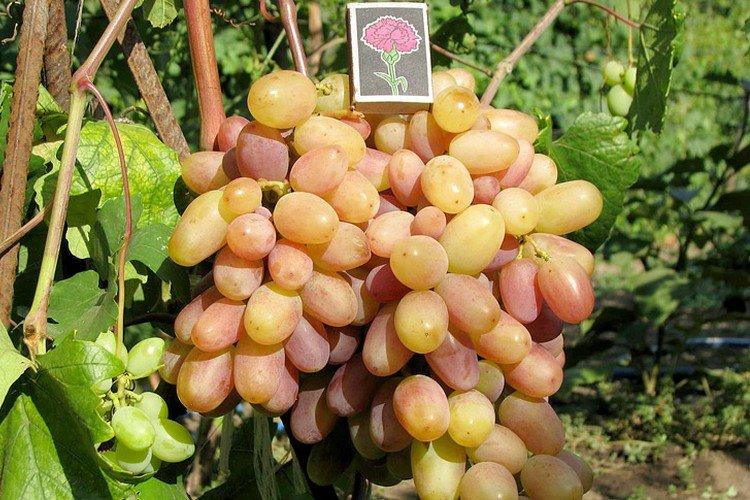 Виктор - Винные сорта винограда