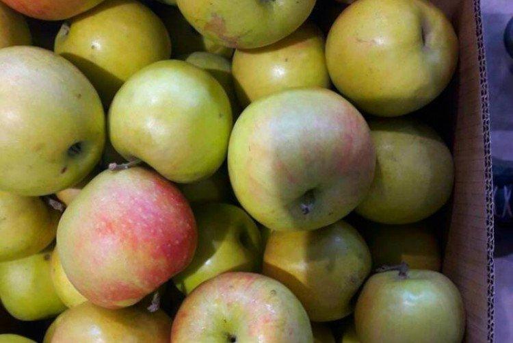 Астраханское белое - Летние сорта яблонь для Подмосковья
