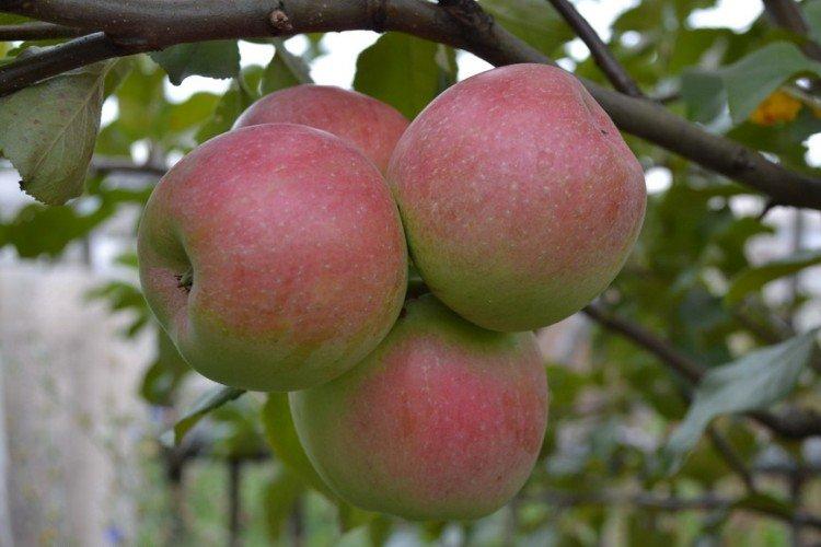 Бессемянка Мичуринская - Осенние сорта яблонь для Подмосковья