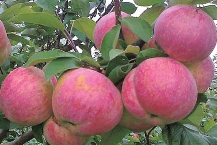 Титания - Красные сорта яблонь для Подмосковья