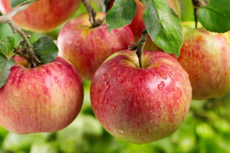 Ауксис - Осенние сорта яблонь
