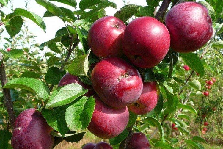 Альва - Зимние сорта яблонь