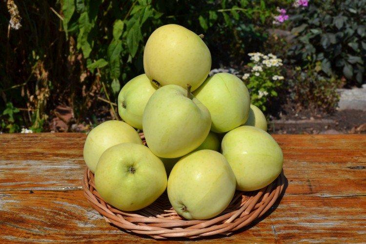 Папировка - Зеленые сорта яблонь