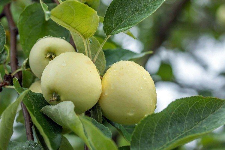 Белое солнце - Зеленые сорта яблонь