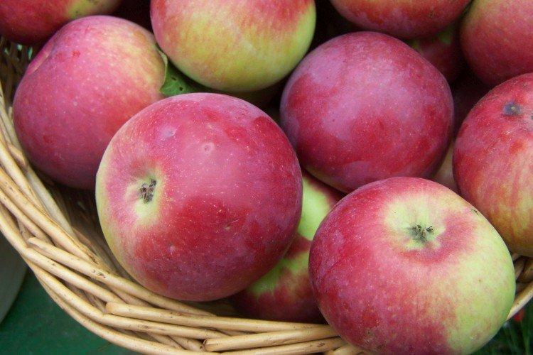 Орлик - Самые высокоурожайные сорта яблок