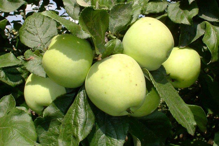 Московское позднее - Лучшие сорта яблонь для Подмосковья