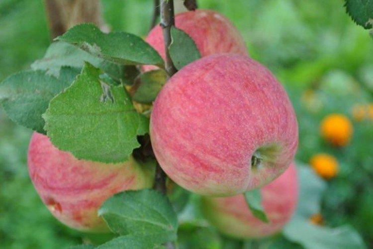 Аркадик - Лучшие сорта яблонь для Подмосковья