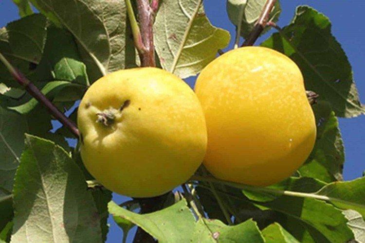 Ранняя китайка - Лучшие сорта яблонь для Урала и Сибири