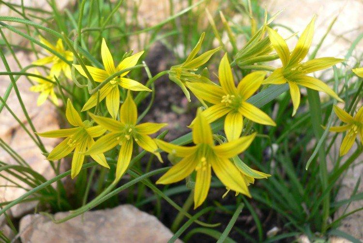 Гусиный лук - Луговые и полевые цветы