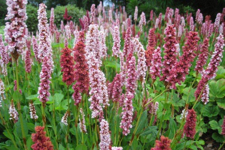 Горец - Луговые и полевые цветы